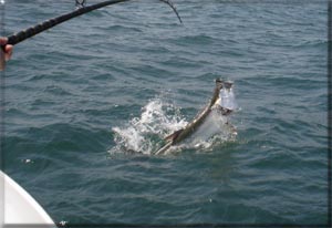 Tarpon Fishing Galveston Texas Gulf of Mexico