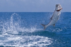 air_tarpon